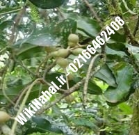 نهال گردو تویسرکانی پیوندی | گردو تویسرکانی | نهالستان نمونه کرج ۰۹۱۲۰۳۹۸۴۱۶