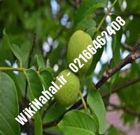 نهال گردو جمال پیوندی | گردو جمال | نهالستان نمونه کرج ۰۹۱۲۰۳۹۸۴۱۶