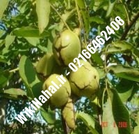 نهال گردو جیلت پیوندی | گردو جیلت | نهالستان نمونه کرج ۰۹۱۲۰۳۹۸۴۱۶