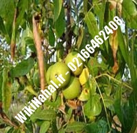 نهال گردو دماوند پیوندی | گردو دماوند | نهالستان نمونه کرج ۰۹۱۲۰۳۹۸۴۱۶