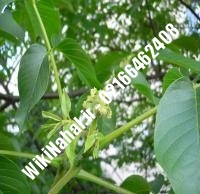 نهال گردو زودبازده پیوندی | گردو زودبازده | نهالستان نمونه کرج ۰۹۱۲۰۳۹۸۴۱۶