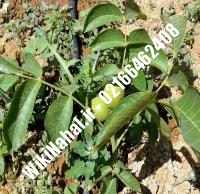 نهال گردو سجنو یوگسلاوی پیوندی | گردو سجنو یوگسلاوی | نهالستان نمونه کرج ۰۹۱۲۰۳۹۸۴۱۶