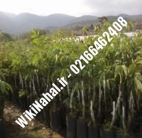 نهال گردو سر پیوندی | گردو سر | نهالستان نمونه کرج ۰۹۱۲۰۳۹۸۴۱۶