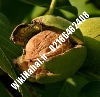 نهال گردو سوهانکی پیوندی | گردو سوهانکی | نهالستان نمونه کرج ۰۹۱۲۰۳۹۸۴۱۶