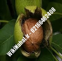 نهال گردو سیبان سوئد پیوندی | گردو سیبان سوئد | نهالستان نمونه کرج ۰۹۱۲۰۳۹۸۴۱۶