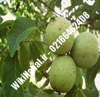نهال گردو شارج پیوندی | گردو شارج | نهالستان نمونه کرج ۰۹۱۲۰۳۹۸۴۱۶