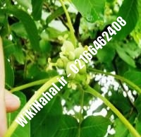 نهال گردو شبین ترکیه پیوندی | گردو شبین ترکیه | نهالستان نمونه کرج ۰۹۱۲۰۳۹۸۴۱۶