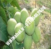 نهال گردو شهمیرزاد پیوندی | گردو شهمیرزاد | نهالستان نمونه کرج ۰۹۱۲۰۳۹۸۴۱۶