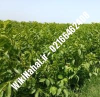 نهال گردو شیلی خوشه ای پیوندی | گردو شیلی خوشه ای | نهالستان نمونه کرج ۰۹۱۲۰۳۹۸۴۱۶