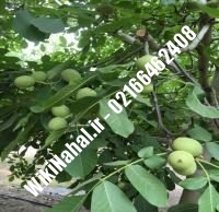 نهال گردو فرنور پیوندی | گردو فرنور | نهالستان نمونه کرج ۰۹۱۲۰۳۹۸۴۱۶