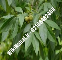 نهال گردو فورت پیوندی | گردو فورت | نهالستان نمونه کرج ۰۹۱۲۰۳۹۸۴۱۶