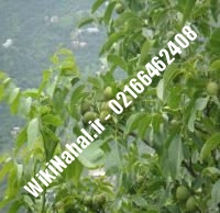 نهال گردو لارا پیوندی | گردو لارا | نهالستان نمونه کرج ۰۹۱۲۰۳۹۸۴۱۶