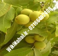 نهال گردو هارتلی پیوندی | گردو هارتلی | نهالستان نمونه کرج ۰۹۱۲۰۳۹۸۴۱۶