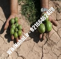 نهال گردو هوارد پیوندی | گردو هوارد | نهالستان نمونه کرج ۰۹۱۲۰۳۹۸۴۱۶