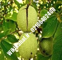 نهال گردو پاکوتاه پیوندی | گردو پاکوتاه | نهالستان نمونه کرج ۰۹۱۲۰۳۹۸۴۱۶