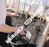 نهال گردو پاین پیوندی | گردو پاین | نهالستان نمونه کرج ۰۹۱۲۰۳۹۸۴۱۶