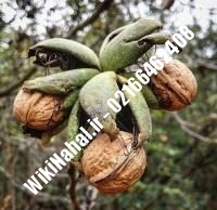 نهال گردو پکان پیوندی | گردو پکان | نهالستان نمونه کرج ۰۹۱۲۰۳۹۸۴۱۶