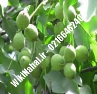 نهال گردو چندلر پیوندی | گردو چندلر | نهالستان نمونه کرج ۰۹۱۲۰۳۹۸۴۱۶