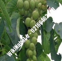 نهال گردو ژنوتیپ پیوندی | گردو ژنوتیپ | نهالستان نمونه کرج ۰۹۱۲۰۳۹۸۴۱۶