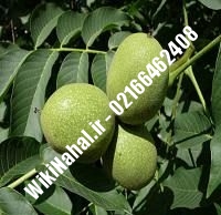 نهال گردو کانادایی پیوندی | گردو کانادایی | نهالستان نمونه کرج ۰۹۱۲۰۳۹۸۴۱۶