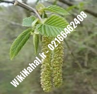 نهال گردو کن پیوندی | گردو کن | نهالستان نمونه کرج ۰۹۱۲۰۳۹۸۴۱۶