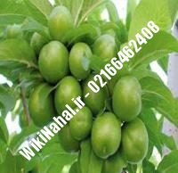 نهال گوجه سبز مراغه | نهال گوجه سبز | نهالستان نمونه کرج ۰۹۱۲۳۲۰۵۲۷۱ مهندس حسینی