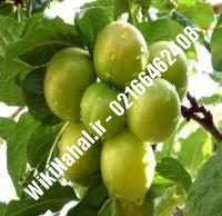 نهال گوجه سبز ملایر | نهال گوجه سبز | نهالستان نمونه کرج ۰۹۱۲۳۲۰۵۲۷۱ مهندس حسینی