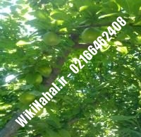نهال گوجه سبز کشت بافت | نهال گوجه سبز | نهالستان نمونه کرج ۰۹۱۲۳۲۰۵۲۷۱ مهندس حسینی