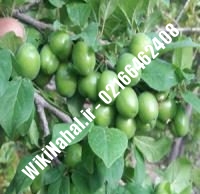 نهال گوجه سرخ اراک | نهال گوجه سبز | نهالستان نمونه کرج ۰۹۱۲۳۲۰۵۲۷۱ مهندس حسینی