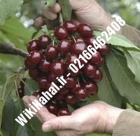 نهال گیلاس سیاه پایه رویشی | گیلاس سیاه پایه رویشی | نهالستان نمونه کرج ۶۶۴۶۲۴۰۸-۰۲۱